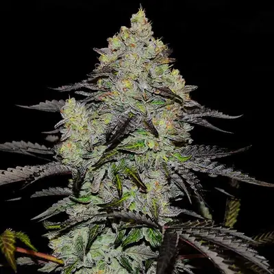Zinnapple cannabis seeds by Delicious Seeds