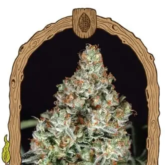Zkittalicious cannabis seeds