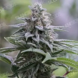 Zkittlez 2.0 cannabis seeds by Silent Seeds