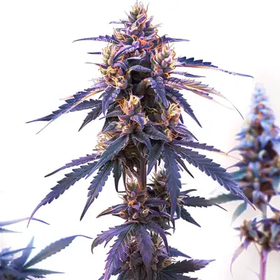 Zkittlez Fast Version cannabis seeds