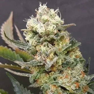 ZkittleZ Glue cannabis seeds