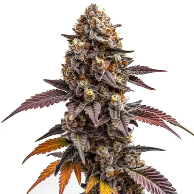 Zkittlez Kush cannabis seeds by Blimburn Seeds