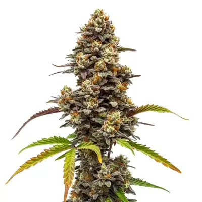 Zkittlez x Bruce Banner cannabis seeds