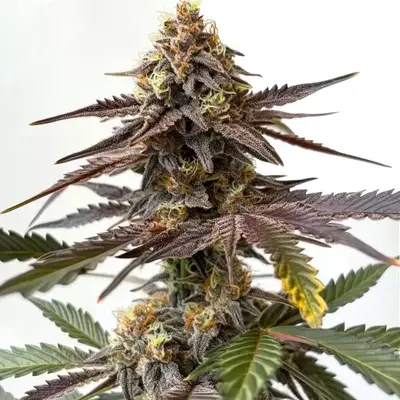 Zkittlez x Grapefruit Bubblegum cannabis seeds