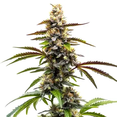 Zkittlez x Tangie Power cannabis seeds
