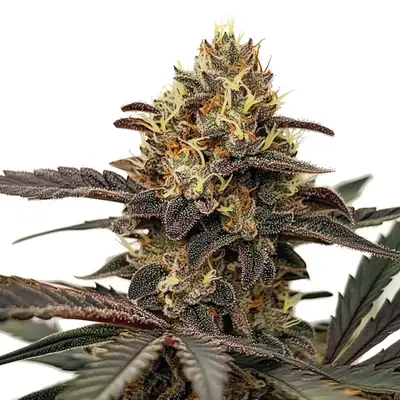 Zlushie cannabis seeds by Blimburn Seeds