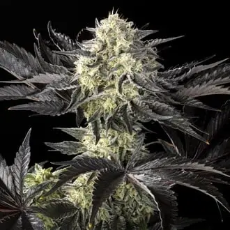Zoap Rosé cannabis seeds by Kannabia