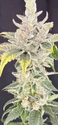 Zoap x Baja Blast cannabis seeds