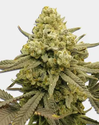 Zoap cannabis seeds by MSNL