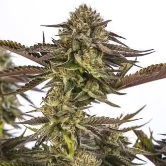 Zombie Kush cannabis seeds by Ripper Seeds