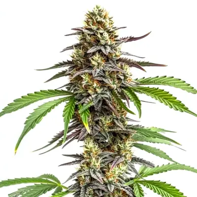 Zookies cannabis seeds by Blimburn Seeds