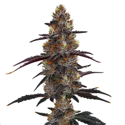 Zruntz cannabis seeds by Blimburn Seeds