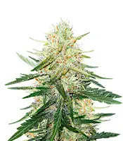 Ztrawberriez cannabis seeds