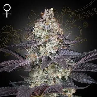 Ztrawberry cannabis seeds by Greenhouse Seeds