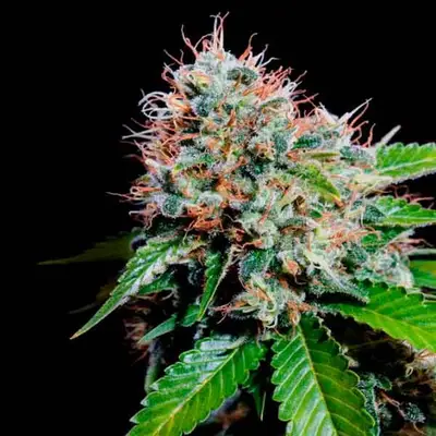 Zuri Widow cannabis seeds
