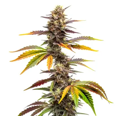 Zwonka cannabis seeds by Blimburn Seeds