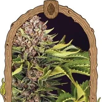 ZZZ... cannabis seeds
